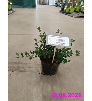 Cotoneaster 'Eichholz' C 1 L